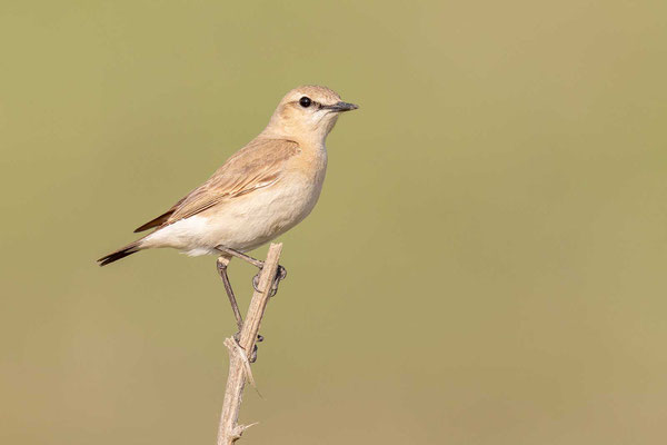 Isabellsteinschmätzer (Oenanthe isabellina)