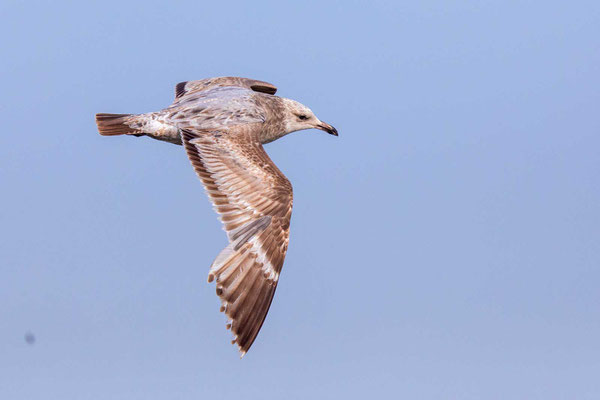 Kanadamöwe (Larus smithsonianus), 1. Sommer