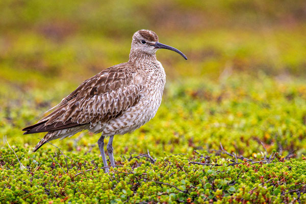 Regenbrachvogel (Numenius phaeopus) im norwegischen Varanger