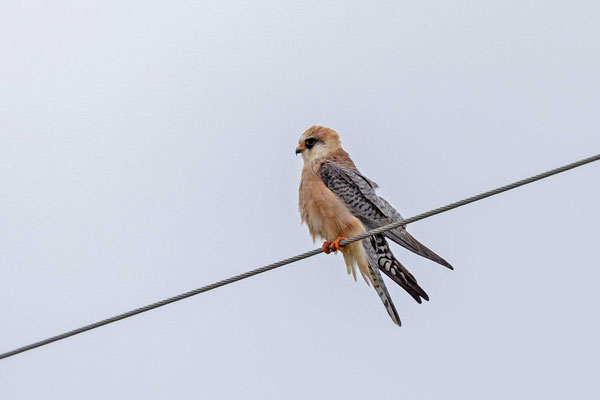 Weiblicher Rotfußfalke (Falco vespertinus) 