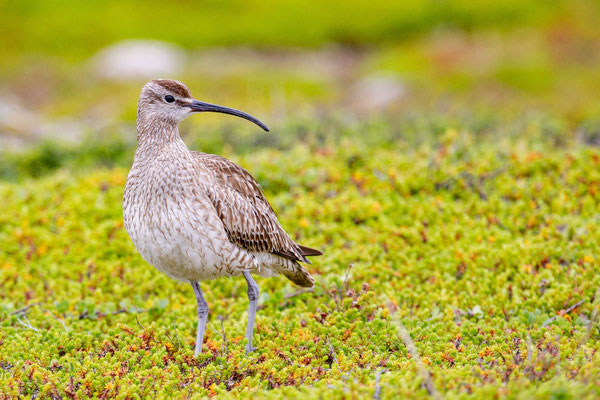 Regenbrachvogel (Numenius phaeopus) im norwegischen Varanger