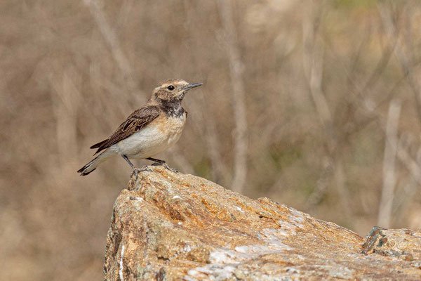 Nonnensteinschmätzer (Oenanthe pleschanka), Weibchen