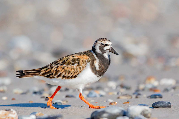 Steinwälzer (Arenaria interpres) im Übergangskleid am Nordoststrand der Insel Düne.