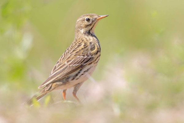 Wiesenpieper (Anthus pratensis)