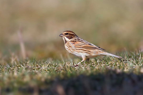 Rohrammer (Emberiza schoeniclus), Weibchen