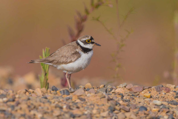 Flussregenpfeifer (Thinornis dubius), Männchen