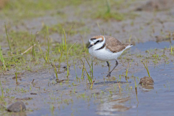 Männlicher Seeregenpfeifer (Charadrius alexandrinus)