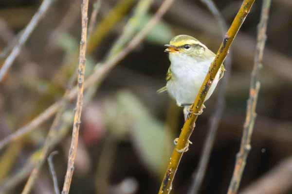 Goldhähnchen-Laubsänger (Phylloscopus proregulus) von Unten. Helgoland, Oktober 2024,