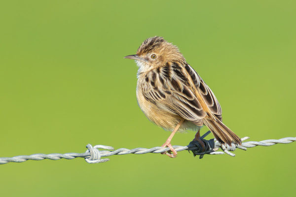 Cistensänger (Cisticola juncidis) sitztz auf einem Stacheldraht. 