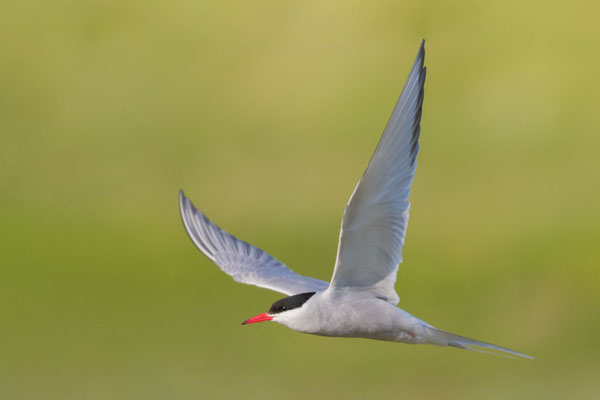 Flussseeschwalbe (Sterna hirundo) im Beltringharder Koog von Nordfriesland. 