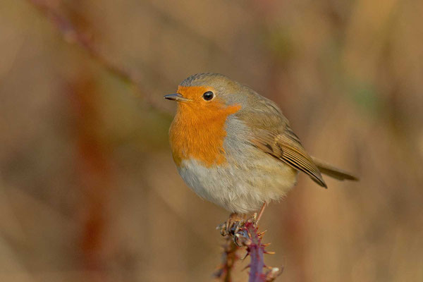 Rotkehlchen (Erithacus rubecula)