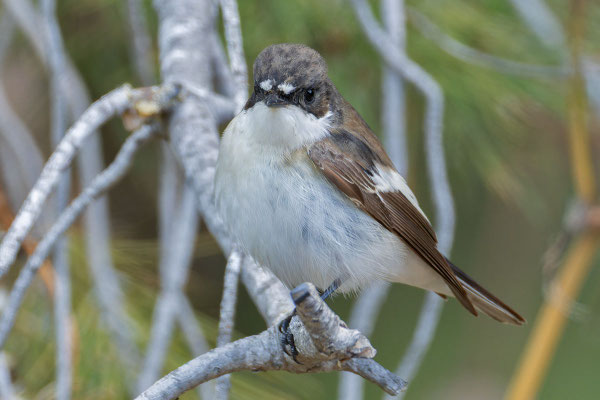 männlicher Trauerschnäpper (Ficedula hypoleuca), von Vorne