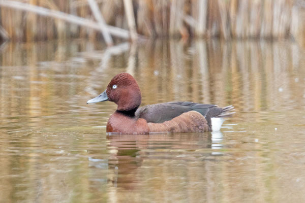 Moorente (Aythya nyroca)