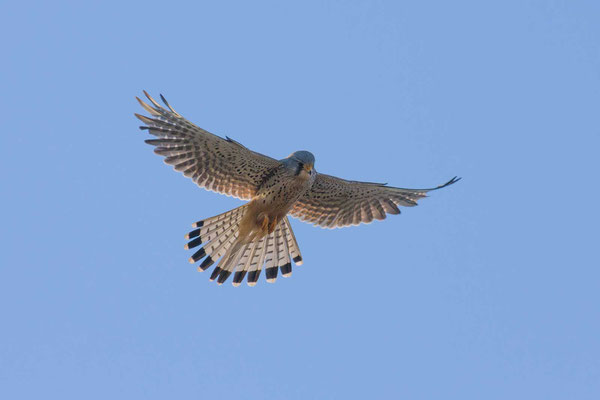 Turmfalke (Falco tinnunculus), rüttelt