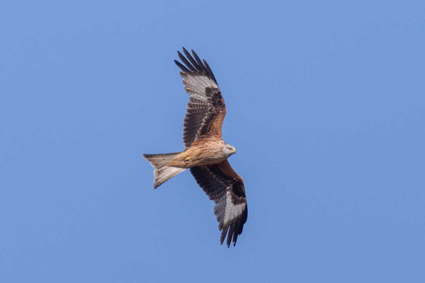 Rotmilan (Milvus milvus) im Flug von unten.