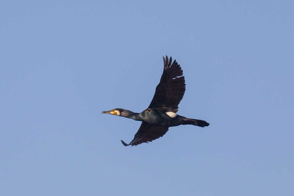 Kormoran (Phalacrocorax carbo) im Flug