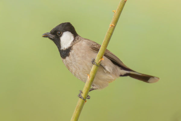 Weißohrbülbül (Pycnonotus leucotis), Oman (Dezember 2025)