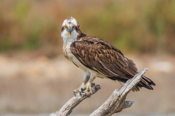 Europäischer Fischadler (P.h.haliaetus)