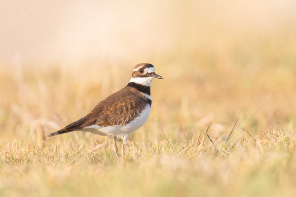 Keilschwanz-Regenpfeifer (Charadrius vociferus)