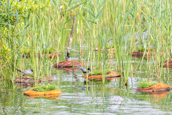 Trauerseeschwalbe (Chlidonias niger niger); Brutkolonie am Partsteiner See in Brandenburg