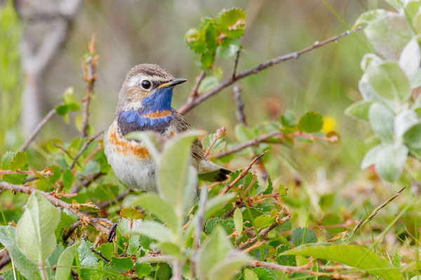 Blaukehlchen (Luscinia  svecica svecica)