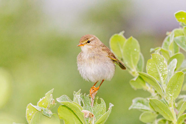 Fitis (Phylloscopus trochilus)