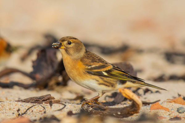 Weiblicher Bergfink (Fringilla montifringilla) 