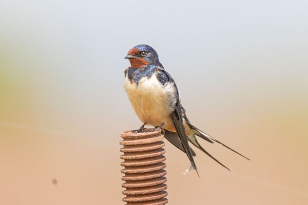 Rauchschwalbe (Hirundo rustica)