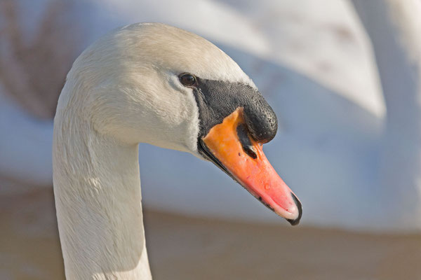 Höckerschwan (Cygnus olor)