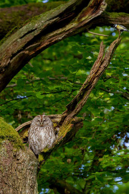 Waldkauz (Strix aluco)