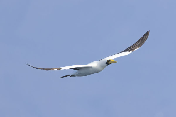 Maskentölpel (Sula dactylatra), Oman (Januar 2026), im Flug von vorne. 