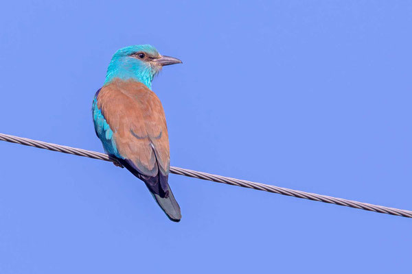 Blauracke (Coracias garrulus)