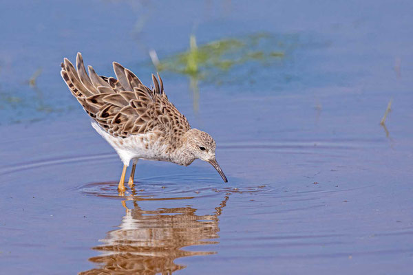 Kampfläufer (Calidris pugnax)  