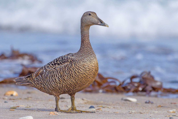 Eiderente (Somateria mollissima mollissima), Weibchen steht am Strand (Juni; Helgoland)