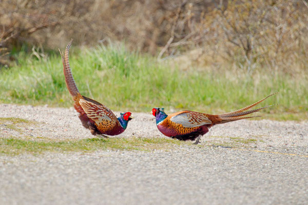 kämpfende männliche Jagdfasane (Phasianus colchicus)