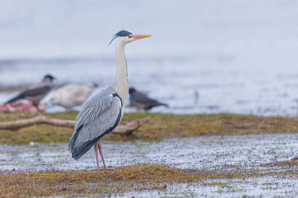 Graureiher (Ardea cinerea)