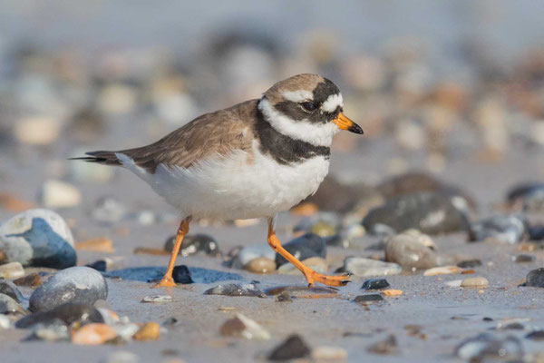  Sandregenpfeifer (Charadrius hiaticula)