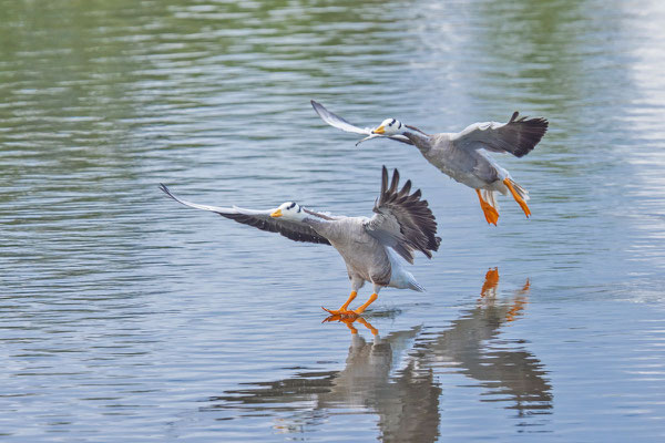 Streifengans (Anser indicus)