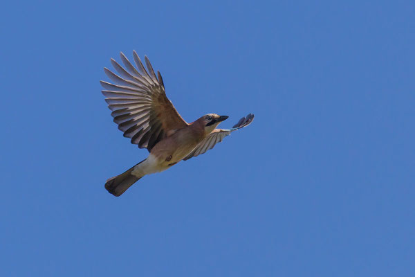 Eichelhäher (Garrulus glandarius) im Flug.