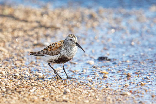 Alpenstrandläufer (Calidris alpina) im Prachtkleid an einem Seeufer in Manitoba, Kanada. 