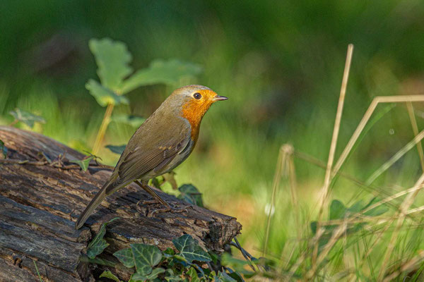 Rotkehlchen (Erithacus rubecula)