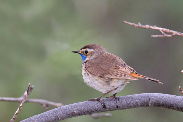 Blaukehlchen (Luscinia  svecica svecica)