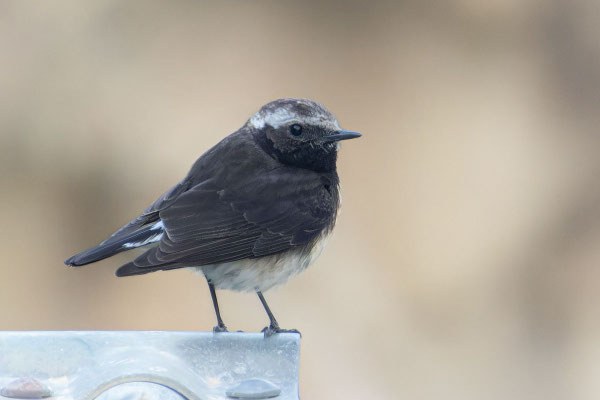Weiblicher Zypernsteinschmätzer (Oenanthe cypriaca) 