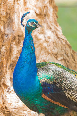 Männlicher Blauer Pfau (Pavo cristatus)