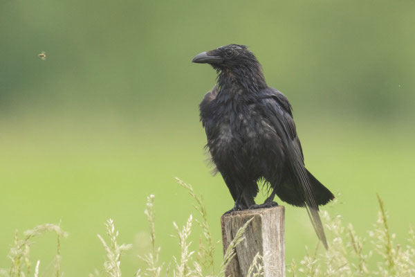 Kolkrabe (Corvus corax corax), Jungvogel