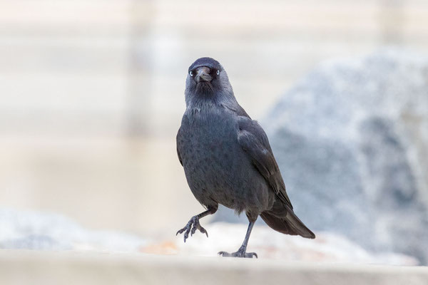 Dohle (Corvus monedula)