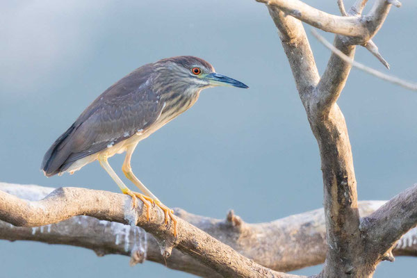 Junger Nachtreiher (Nycticorax nycticorax)