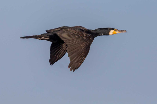 Kormoran (Phalacrocorax carbo) im Flug