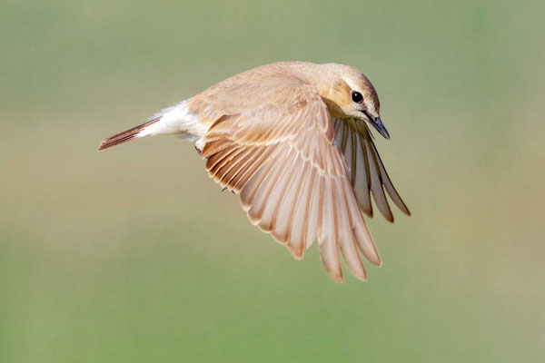 Isabellsteinschmätzer (Oenanthe isabellina) im Flug