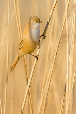 Bartmeise (Panurus biarmicus): Weibchen